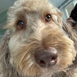 Meet your Posher, Tamar